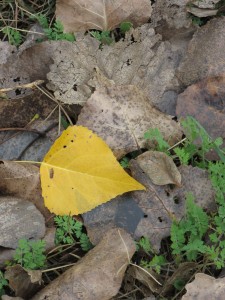One Yellow Leaf