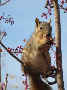 Feasting squirrel