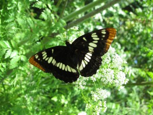 Relaxing with a butterfly: Lorquin's Admiral